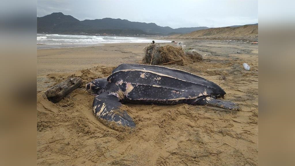 革龜遭漁網纏繞擱淺福隆沙灘救治後死亡　海保署：有嗆水情形、食道有細沙