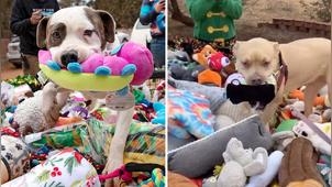 收容所暖心準備聖誕驚喜！浪浪跳進玩具堆裡「仔細挑選」笑容藏不住：好開心～