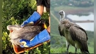 小禿鷹翅膀骨折跌入草叢，遇好心人伸出援手：「謝謝你們的救命之恩」