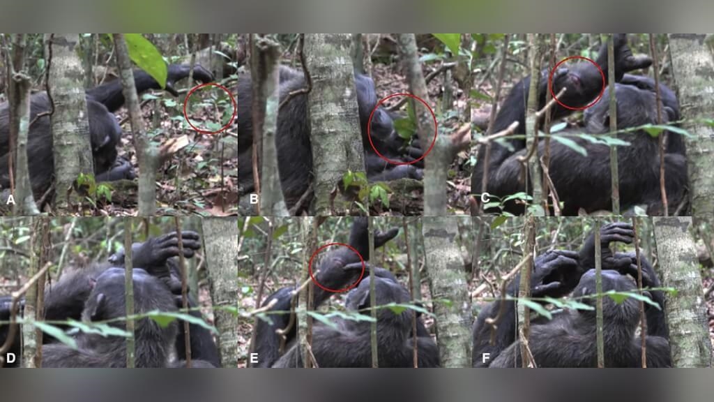 昆蟲當藥　黑猩猩用天然妙方為自己和同伴療傷