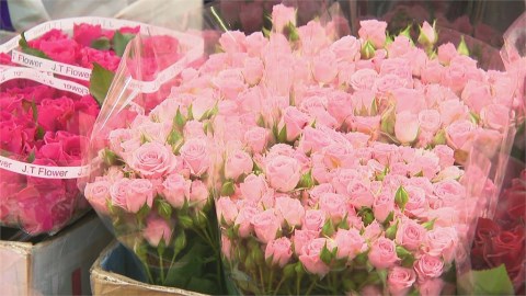氣候+塞港 情人節玫瑰漲2倍 20朵2300元!