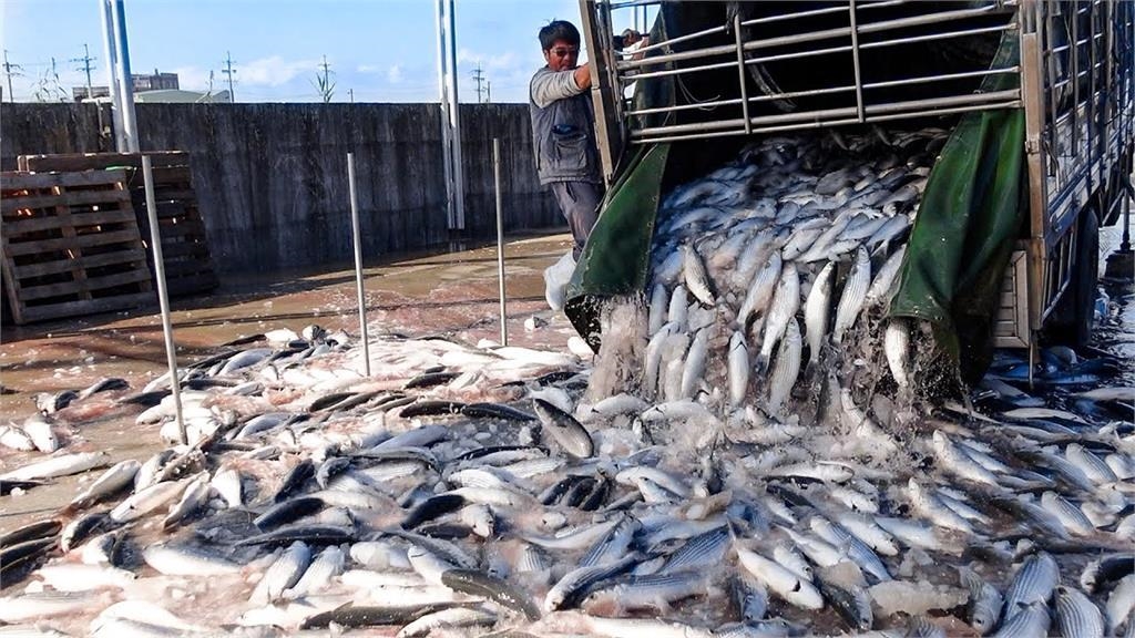 超狂烏魚瀑布！頂級烏魚子製程大公開　「取卵鹽漬」風乾後成品美翻天