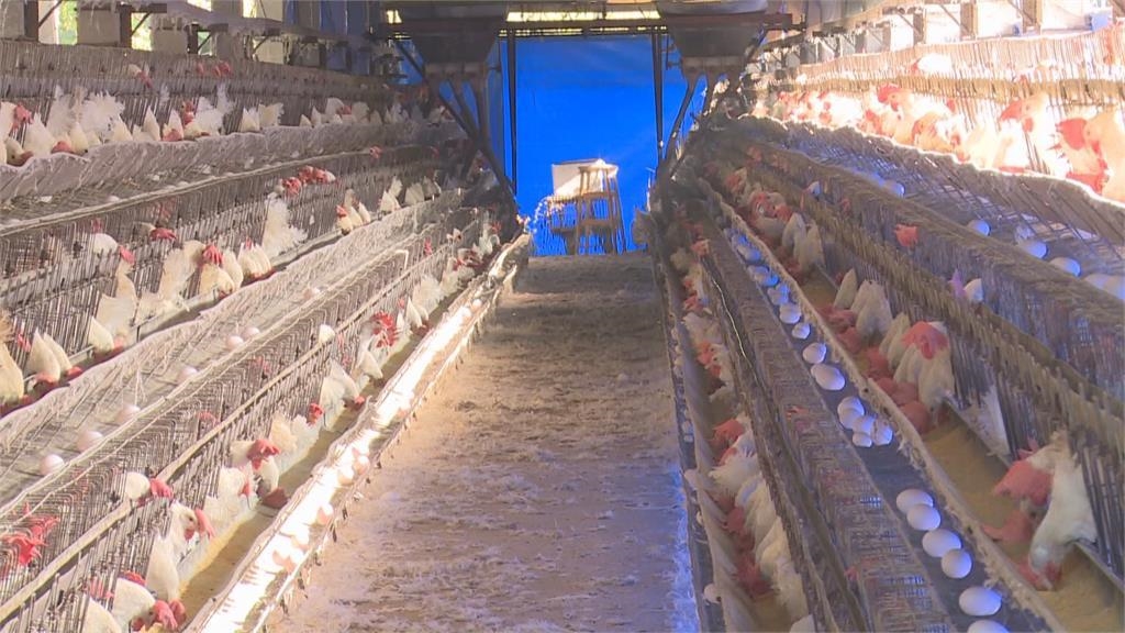 強烈冷氣團襲全台　母雞越冷越不下蛋