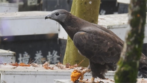 二級保育動物「蜂鷹」 呼朋引伴大啖蜂蜜、蜂蛹