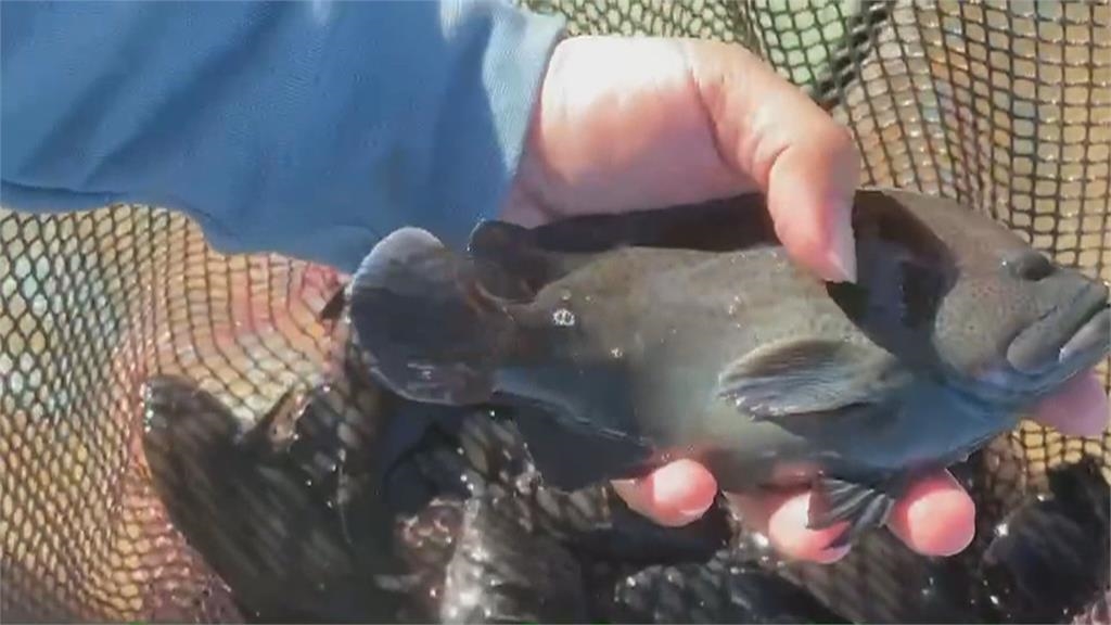 海鱺寒害損失慘　澎湖引進石斑養殖挺過寒流