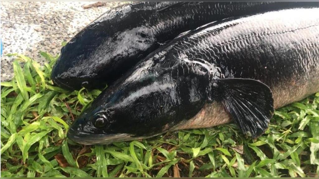 日月潭魚虎危機！烹調驚見「母魚抱卵」漁民提議舉辦釣魚大賽「除虎」