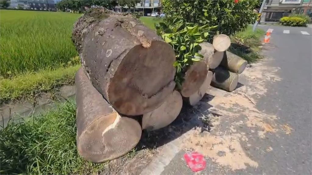 宜蘭五結「椰林大道」遭砍光　居民怒：童年回憶沒了