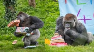 英國最古老銀背大猩猩歡慶40歲生日，並收到「40件生日禮物」和「定制蛋糕」，大猩猩表示：收禮收到手軟！