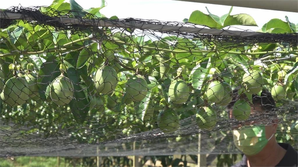 雨災落果裂果嚴重　埔里百香果損兩成