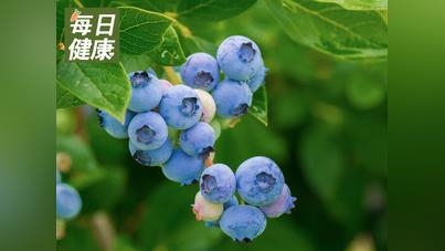藍莓擁有超強抗氧化能力的「超級食物」！　研究證實：每天一把抗衰老、預防失智症