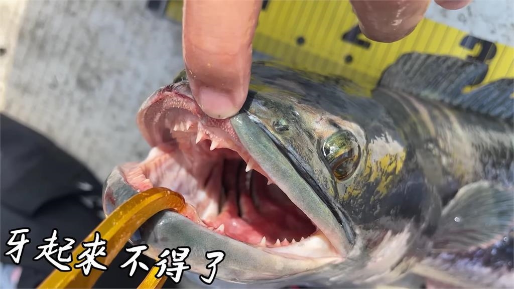 釣竿差點凹斷！達人台南白河挑戰「釣魚虎」被狂拉　網驚：根本是魚拉人