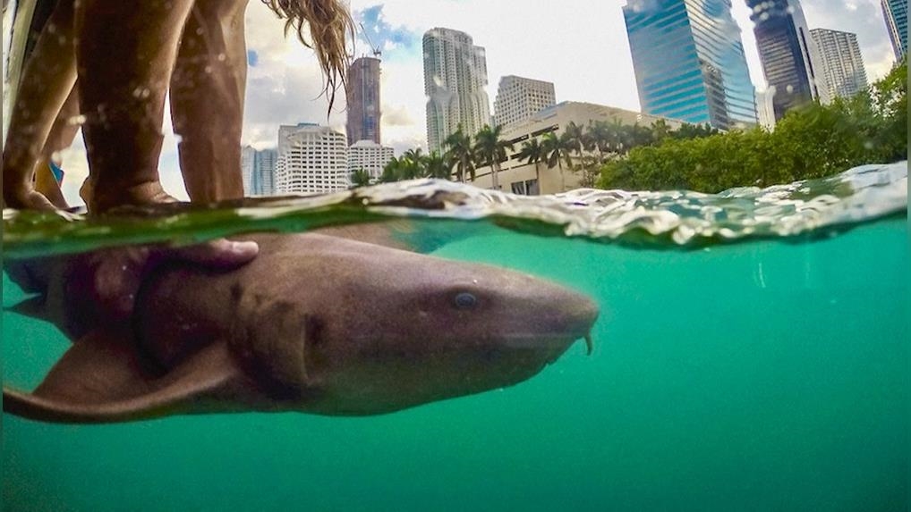 美國最新研究 鯊魚愛人類游泳的海域 美國最新研究 鯊魚愛人類游泳的海域