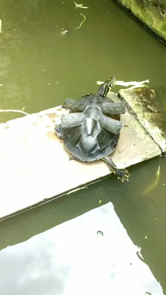 烏龜脫殼背上長出「13片海苔」 他伸手撕下網急勸阻:千萬不可以!