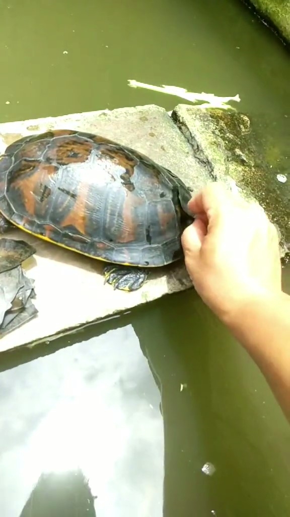 烏龜脫殼背上長出「13片海苔」 他伸手撕下網急勸阻:千萬不可以!