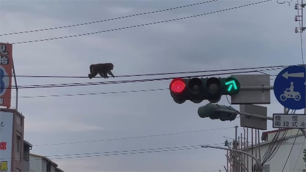 「猴」塞雷！山大王耍特技　爬電纜線過馬路