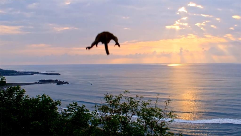 太晃會撞地上！台東強震「猴的迫降」跳樹6秒片超魔性　苦主下場曝光