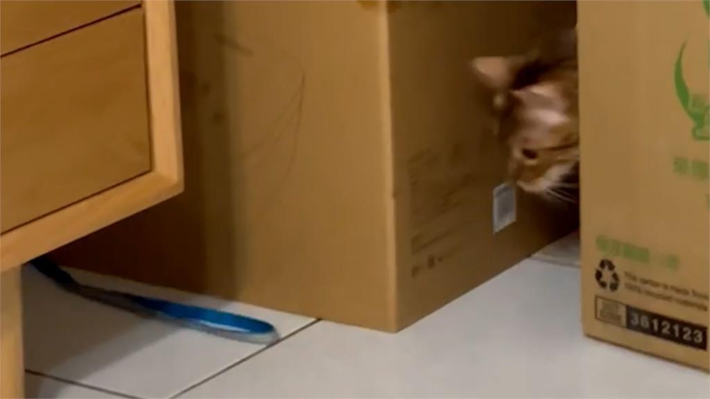 永動機?豹紋貓頻繞圈追繩 「跑15分鐘找嘸」飼主嘆:智商的部分 永動機?豹紋貓頻繞圈追繩 「跑15分鐘找嘸」飼主嘆:智商的部分