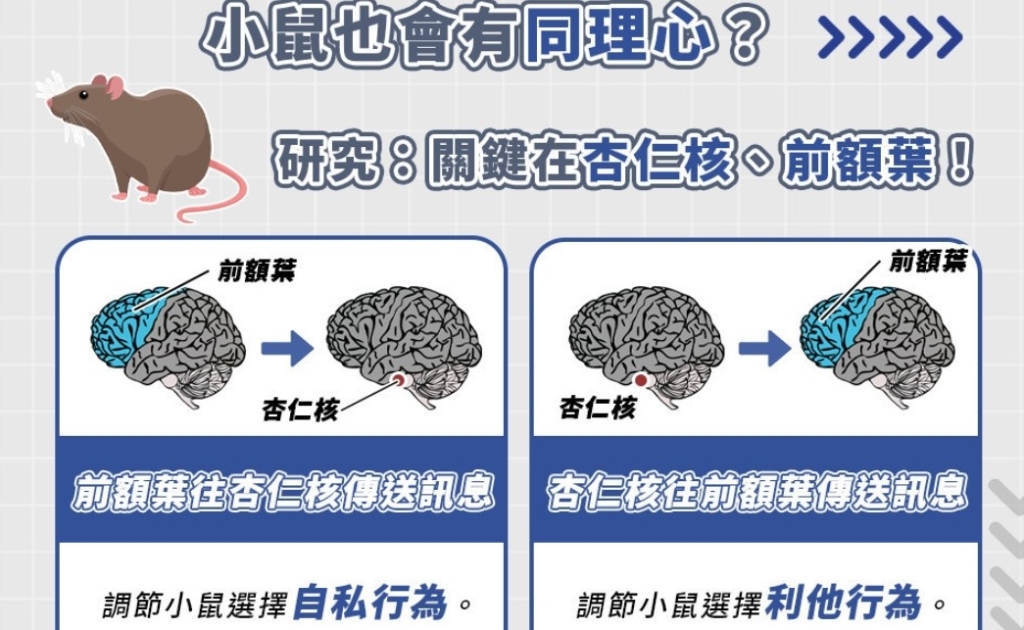 有沒有「同理心」與性別有關？ 小鼠研究：實體接觸能增加「利他行為」