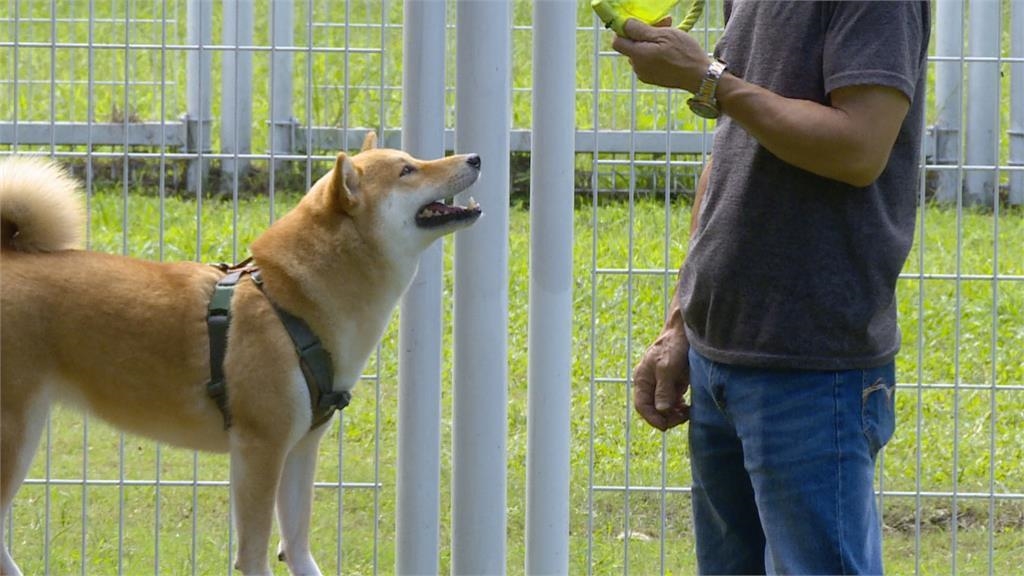 華山狗公園旁送養犬貓收「醫療費3千」　涉買賣行為被罰10萬