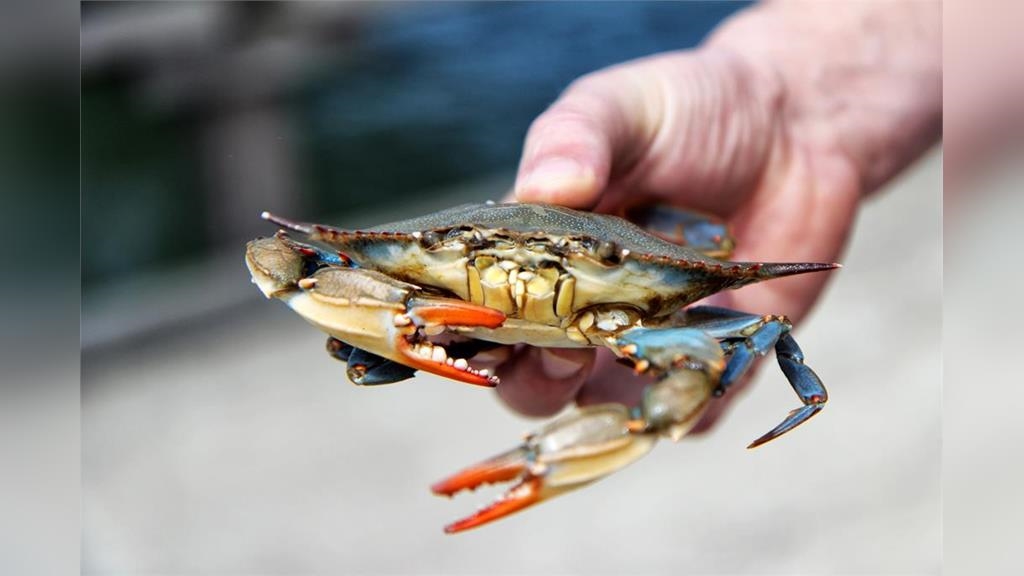 螃蟹身上流出「透明果凍」人妻一看秒傻眼　內行人曝真相：是牠的血！