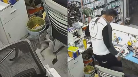 喵星人叼「米奇大禮」嚇壞飼主 再秀活捉絕活網笑:一切都是自導自演