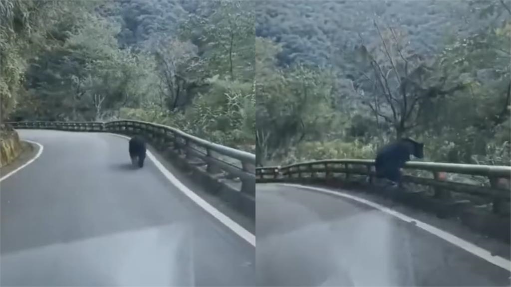 係金ㄟ！南橫公路巧遇台灣黑熊「跑山」　靈活翻越護欄6秒畫面曝光