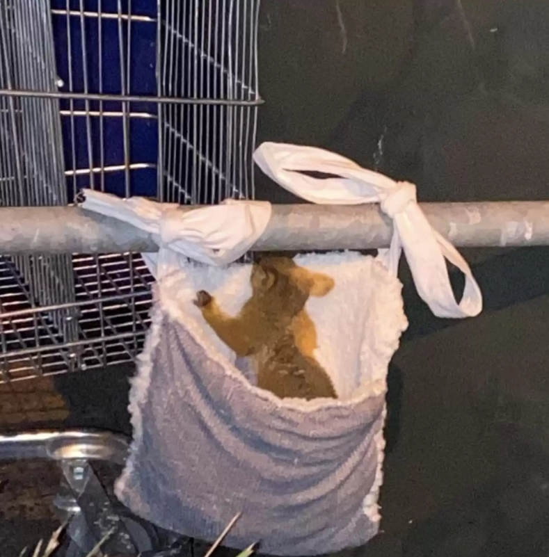 我是誰我怎麼在這裡？　商場驚見桿瑟瑟發抖的「澳大利亞負鼠」抱鋼管