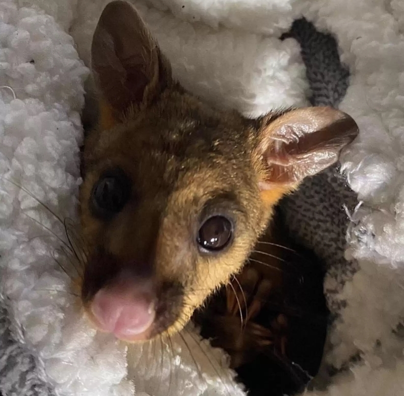 我是誰我怎麼在這裡？　商場驚見桿瑟瑟發抖的「澳大利亞負鼠」抱鋼管