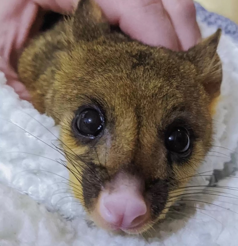 我是誰我怎麼在這裡？　商場驚見桿瑟瑟發抖的「澳大利亞負鼠」抱鋼管