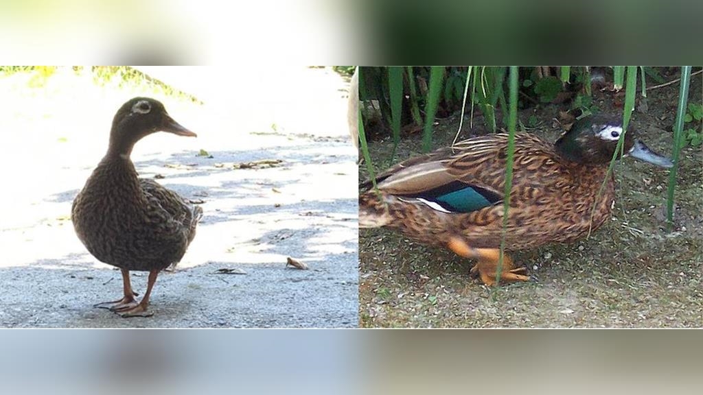 稀有保育類「萊島鴨」花蓮現蹤？　真相竟然是「牠」受傷了