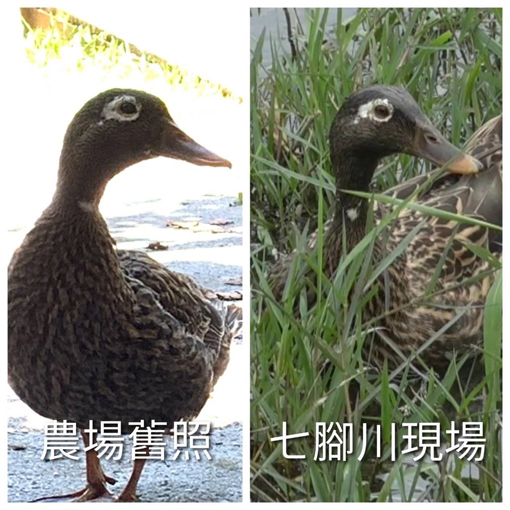 快新聞/稀有保育類「萊島鴨」花蓮現蹤? 真相竟然是「牠」受傷了