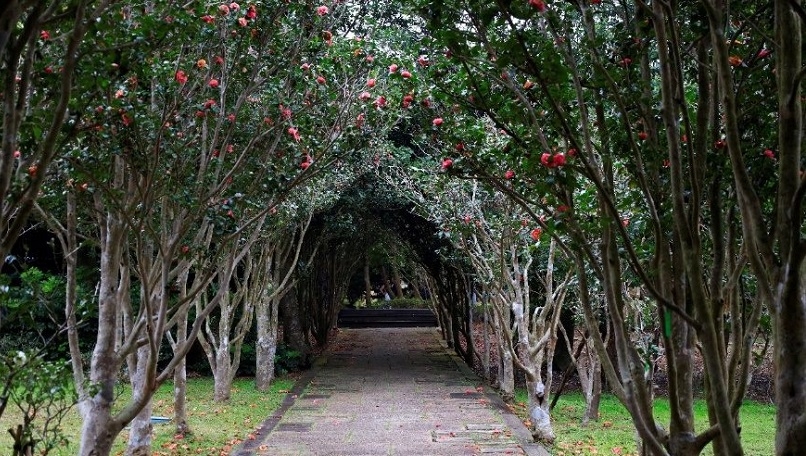 台北茶花展1月6日開展 大師細膩筆觸看花開