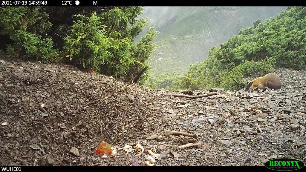 「跑山貂民」黃喉貂頻現蹤竟為翻垃圾 玉管處點1隱憂籲遊客幫忙
