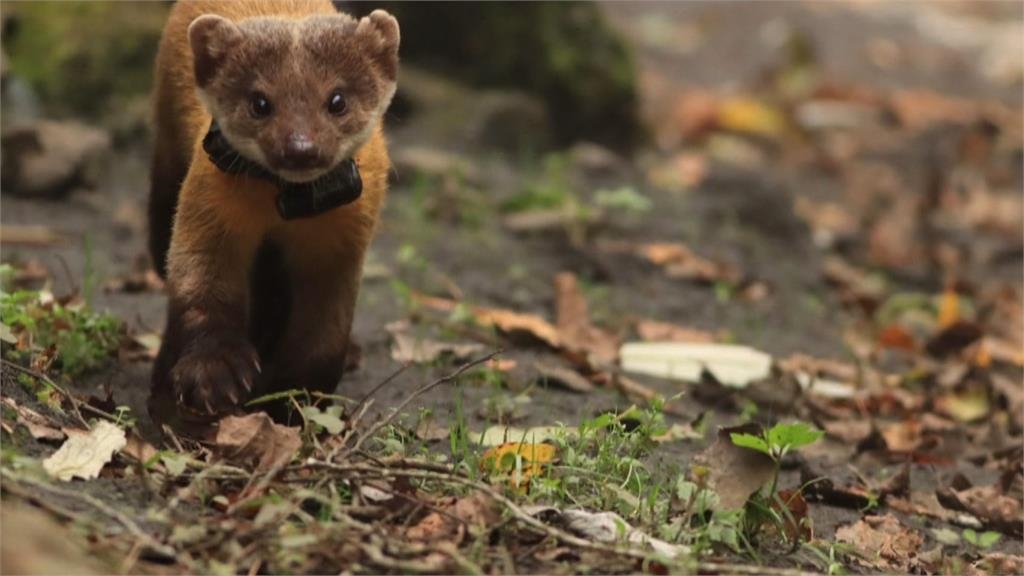 黃喉貂頻現蹤玉山遊憩區覓食翻垃圾　玉管處籲垃圾帶下山