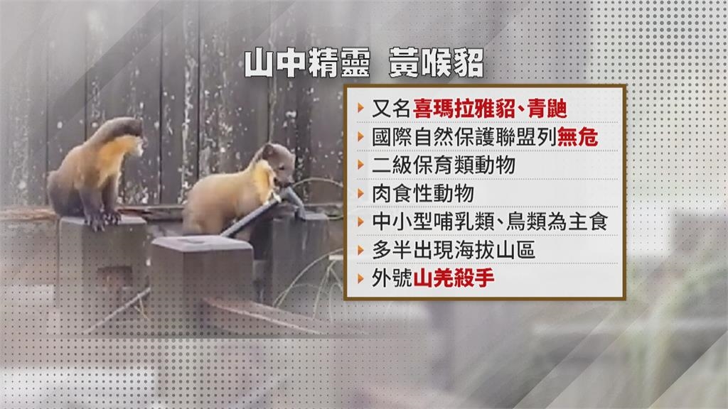 黃喉貂頻現蹤玉山遊憩區覓食翻垃圾　玉管處籲垃圾帶下山