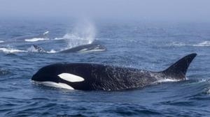 直擊海洋巨霸群毆現場！　海洋霸主「殺人鯨」與「座頭鯨」互毆場面火爆