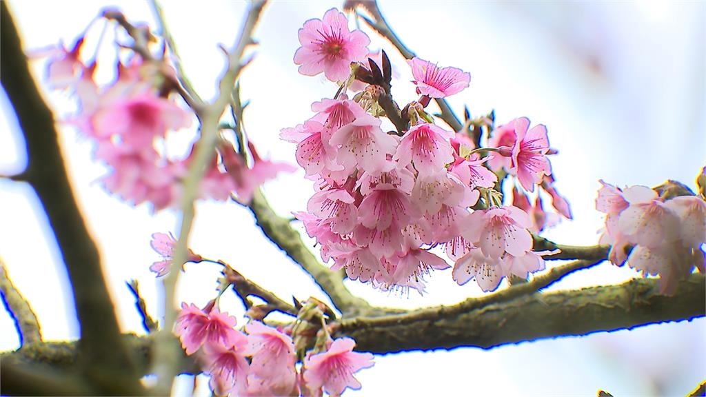 初二走春「賞櫻趣」　淡水天元宮櫻花季引大批人潮