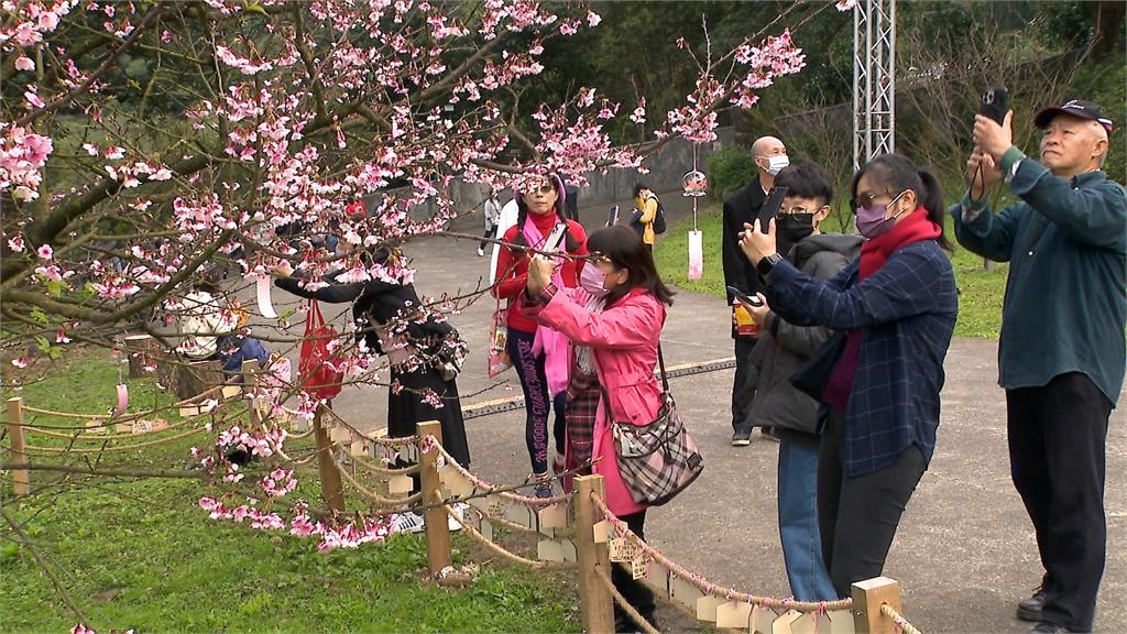 初二走春「賞櫻趣」 淡水天元宮櫻花季引大批人潮