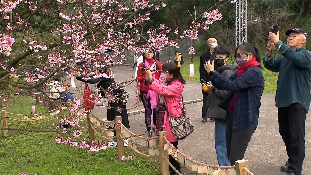 初二走春「賞櫻趣」　淡水天元宮櫻花季引大批人潮