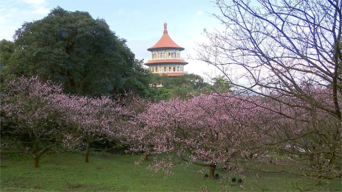 初二走春「賞櫻趣」 淡水天元宮櫻花季引大批人潮