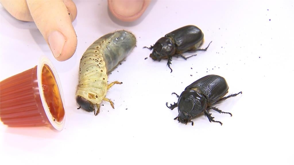 熱愛台灣美食文化 以色列籍教授定居深耕昆蟲研究
