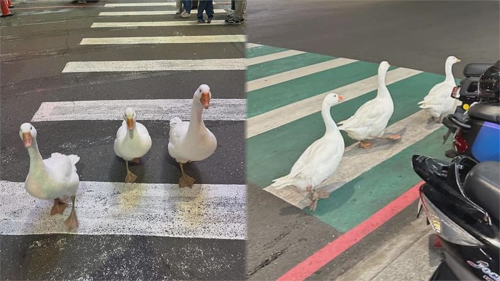 動物新年也走春！大鵝新竹大街「壓馬路」　網笑：要去對面鴨肉飯尋仇