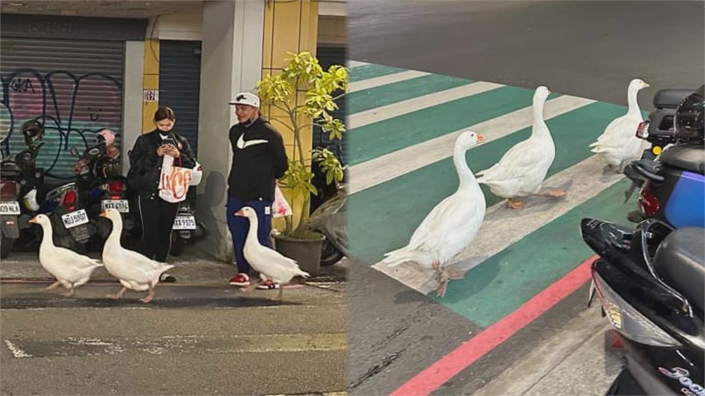 動物新年也走春！大鵝新竹大街「壓馬路」　網笑：要去對面鴨肉飯尋仇