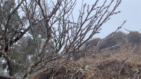 寒流影響!太平山今下起冰霰、霧凇引遊客駐足 林管處啟動雪期預警管制因應