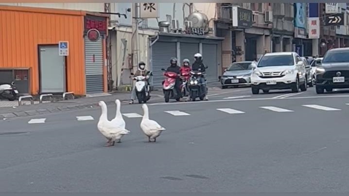 新竹3鵝搖擺逛大街!駕駛全看傻眼 在地人笑:誰家年菜跑出來? 新竹3鵝搖擺逛大街!駕駛全看傻眼 在地人笑:誰家年菜跑出來?
