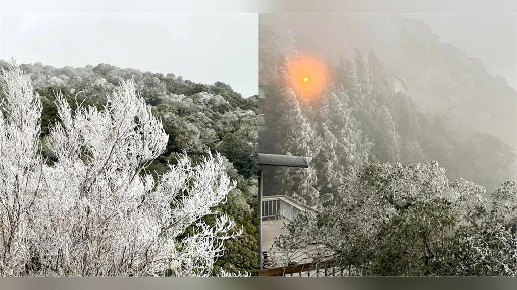 新竹也下雪了！零下2度夢幻雪景曝光　樹葉結冰如「灑了1層糖粉」