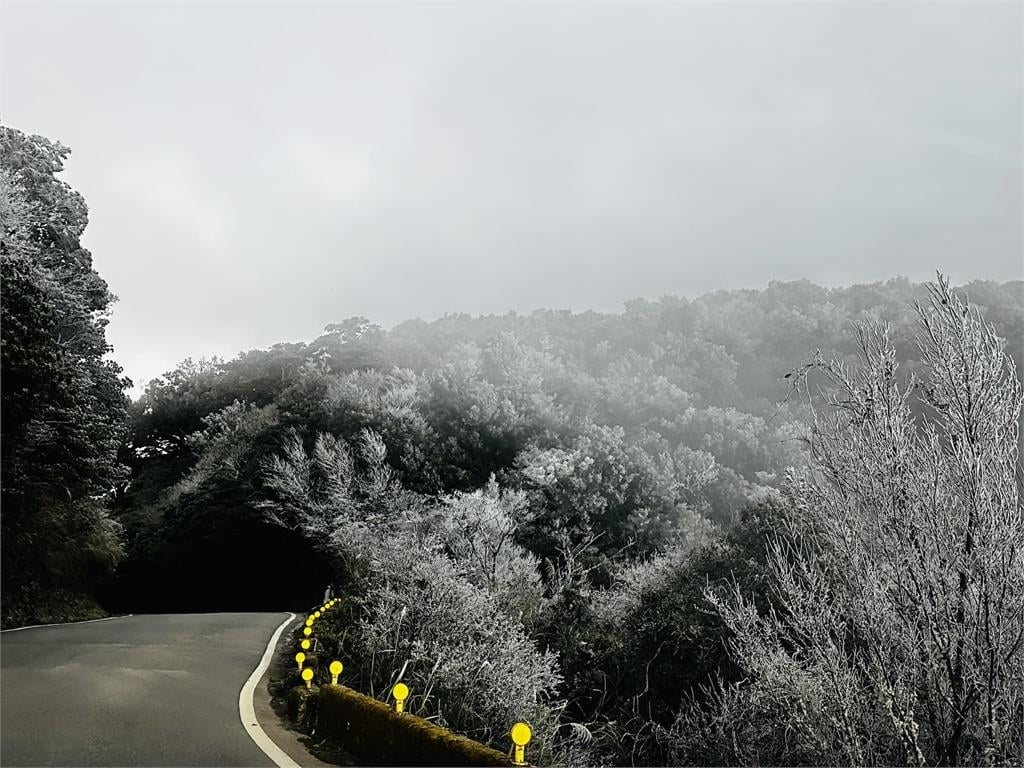 新竹也下雪了!零下2度夢幻雪景曝光 樹葉結冰如「灑了1層糖粉」