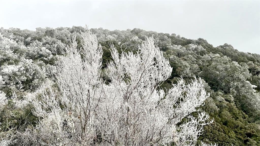 新竹也下雪了!零下2度夢幻雪景曝光 樹葉結冰如「灑了1層糖粉」