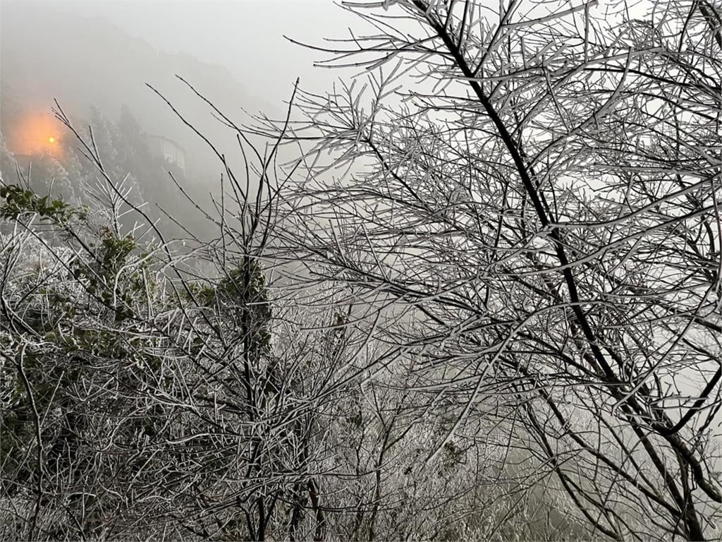 新竹也下雪了！零下2度夢幻雪景曝光　樹葉結冰如「灑了1層糖粉」