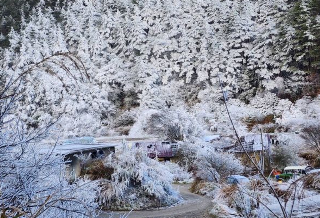 快新聞/武陵農場下雪了!走進夢幻雪白世界「山林間彷彿撒上糖霜」